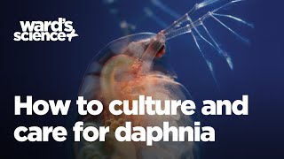 Caring and Culturing for Daphnia [upl. by Thistle]