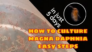 How to Culture Magna Daphnia Easily [upl. by Belldas635]