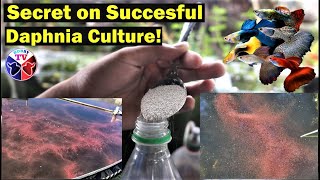 How to Culture Daphnia Successfully [upl. by Jovia]