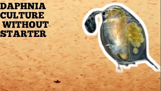 HOW TO CULTURE DAPHNIA NATURALLY WITHOUT A STARTER [upl. by Perpetua114]