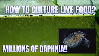 How to Culture Daphnia Secret Method to Breed MILLIONS  Simply Aquatic [upl. by Ydisahc]