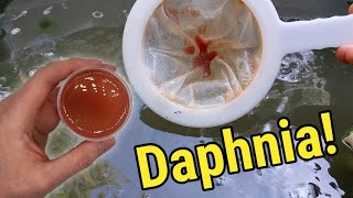 How I Culture Daphnia In Outdoor Tubs [upl. by Annekim]