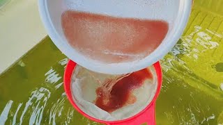 How to culture daphnia  Daphnia culture  How to grow daphnia outdoor [upl. by Yatnuhs223]