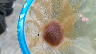 How to culture daphnia moina in a small container Part 1 English Subtitle [upl. by Hebrew405]