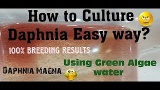 Daphnia MagnaHow to Culture Daphnia Easy wayCulturing Daphnia using Green water Daphnia [upl. by Maclaine422]