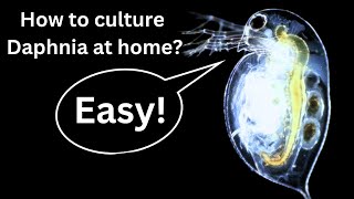 BEST Live Fish Food Beginner guide How to Culture Daphnia at home [upl. by Rosabel]