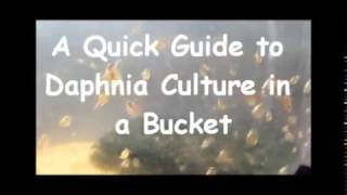 How to culture daphnia outside [upl. by Rj993]