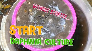 How to culture daphnia moina the easy way 1  Starting the Daphnia culture [upl. by Rahel]