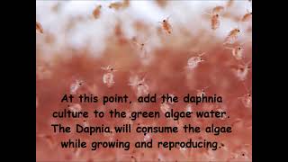 Daphnia  How to grow daphnia in your home [upl. by Karrah742]