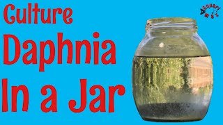 How to Culture Daphnia in a Jar [upl. by Enneira]