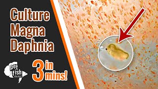 How to culture DAPHNIA MAGNA  The easy way [upl. by Ahar]