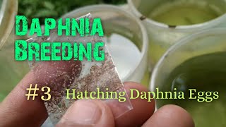 Daphnia Culture made simple and easy 3  Hatching Daphnia eggs [upl. by Anjela988]