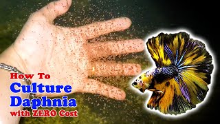 How to Culture Daphnia with ZERO Cost  Unlimited Live Food For Our Fish [upl. by Gael]