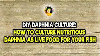 DIY Daphnia Culture How to Culture Nutritious Daphnia as Live Food for Your Fish [upl. by Ambie112]