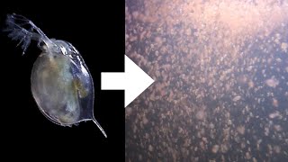 How I Culture Daphnia [upl. by Urbano]