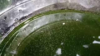 DAPHNIA MOINA CULTURE IN A SMALL BUCKET [upl. by Bina]