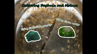 How To Culture Daphnia and Moinas using Green Water Spirulina powder [upl. by Eilatan953]