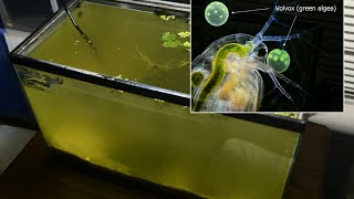 Raising Daphnia for the Freshwater Aquarium [upl. by Gowon]