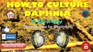 HOW TO CULTURE DAPHNIA In Easy Way [upl. by Alioz]